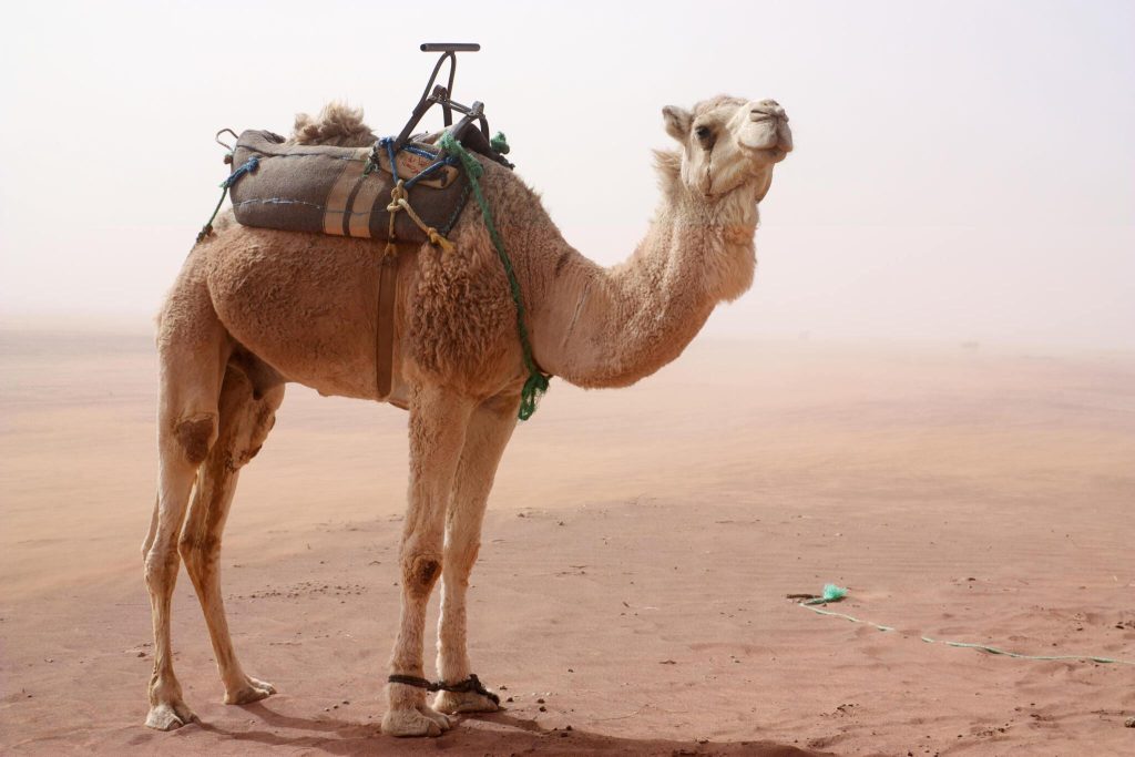 Camel ride in the middle of Merzouga desert.